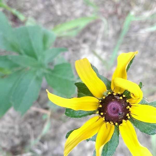 Fooled by Distractions