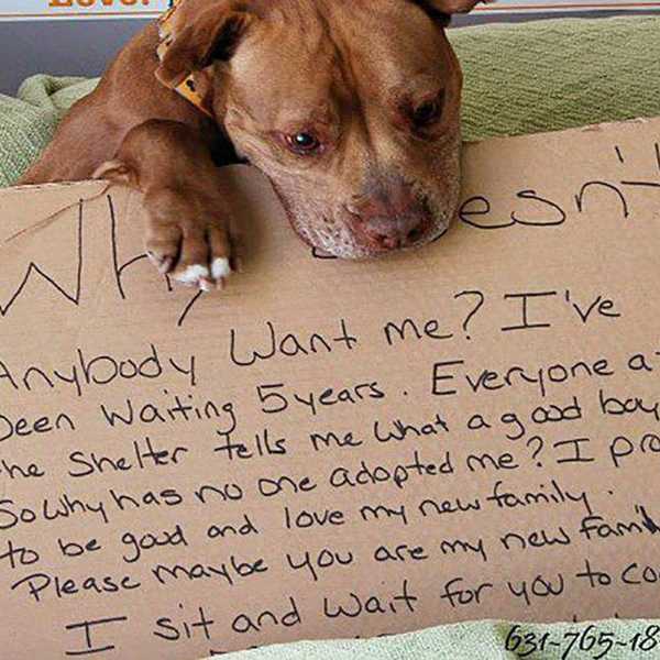 8 Reasons To Adopt Animals