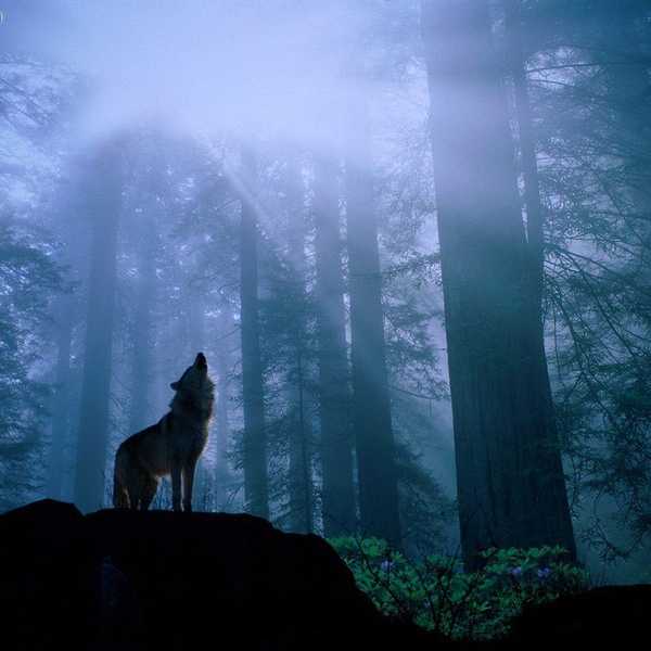 22 Verses To Help You Feed "The Good Wolf"