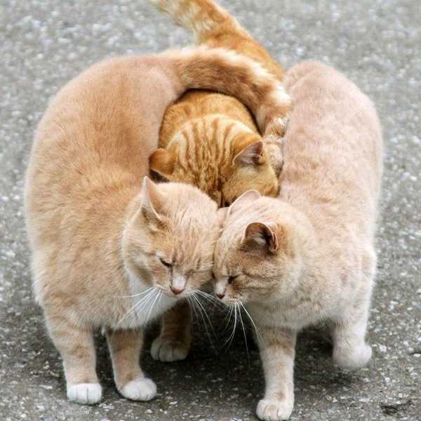 Election 2016: Three's A Crowd?