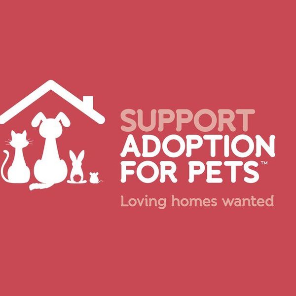 The Importance Of Adopting Animals