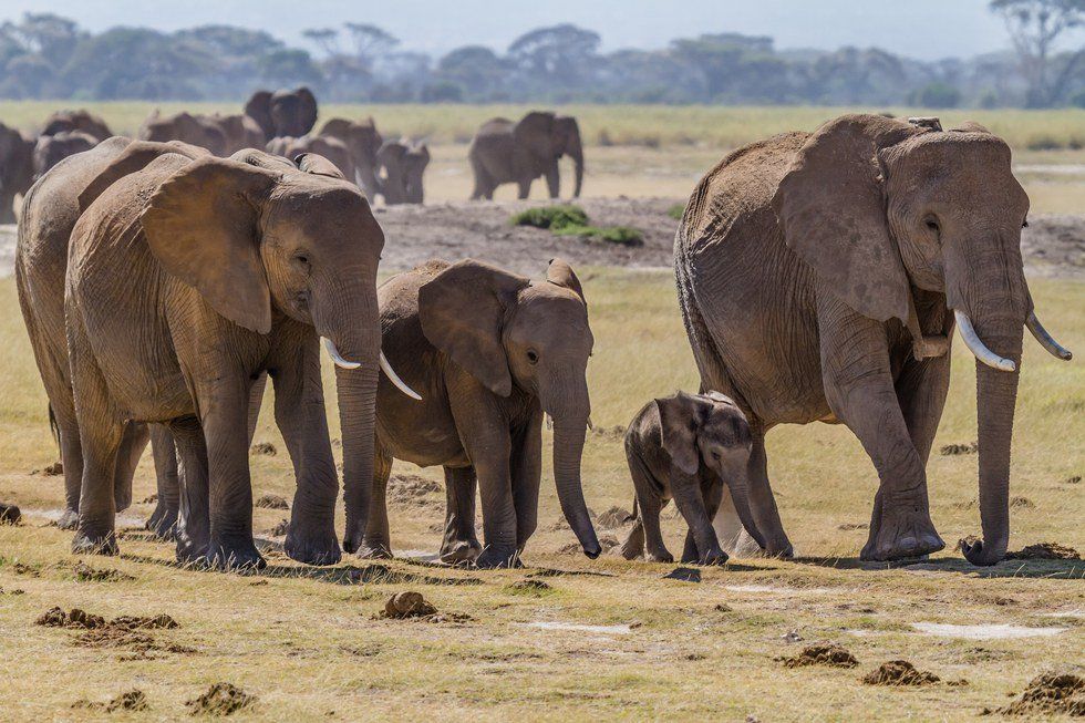 What We Should All Learn From Elephants