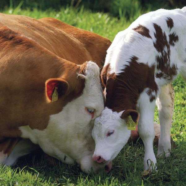 10 Reasons Why You Should Become A Vegetarian