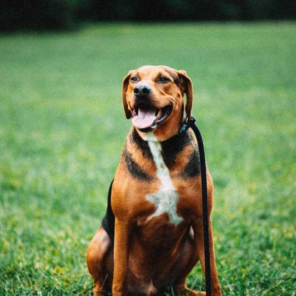 Why Walking Your Dog Is Important