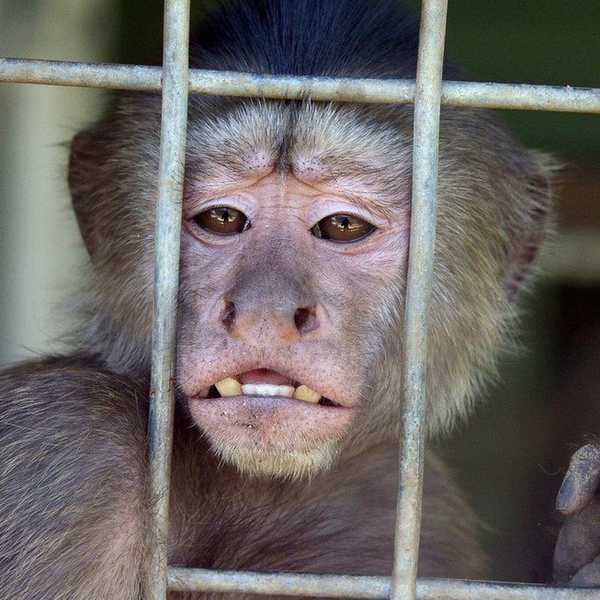 Stop Romanticizing Exotic Pets