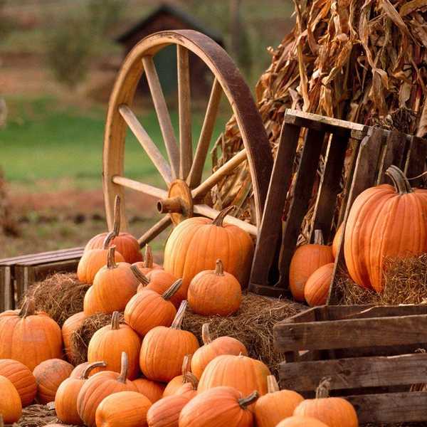 5 Reasons Why I Am Ready For Fall