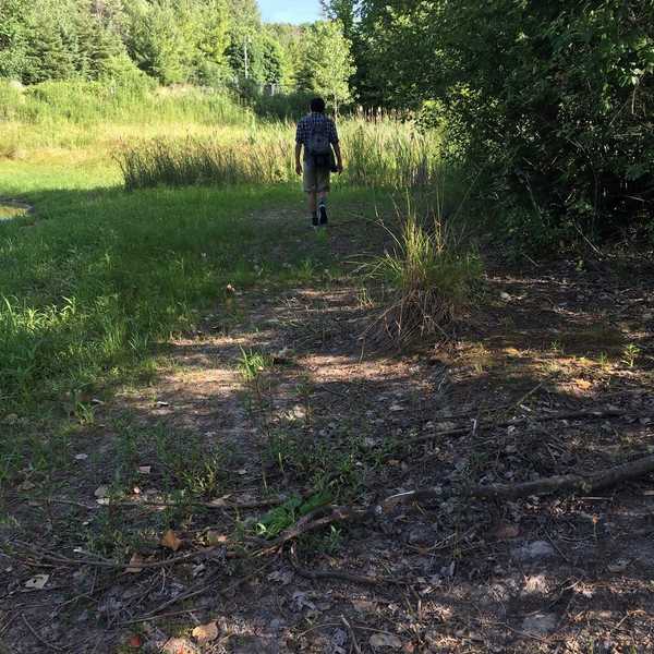 8 Reasons To Walk In The Woods