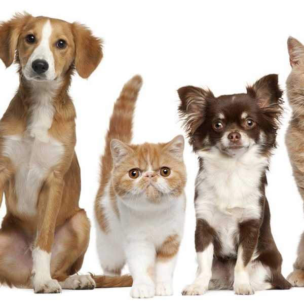 Cats Rule And Dogs Drool