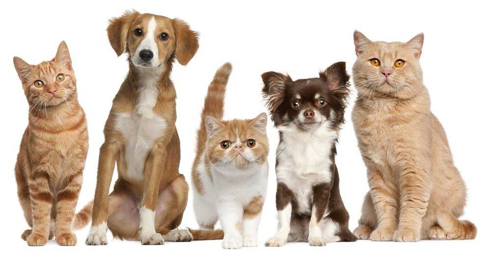 Cats Rule And Dogs Drool