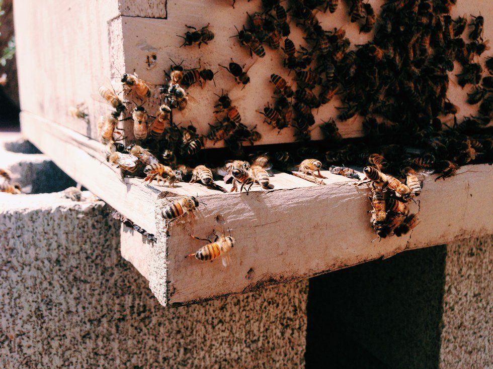 You Better Bee-lieve It