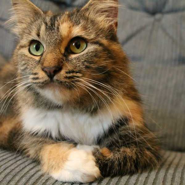 15 Little-Known Cat Facts