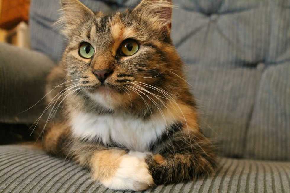 15 Little-Known Cat Facts