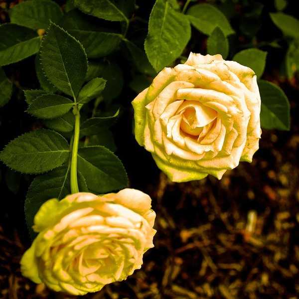 Mental Illness Is Serious