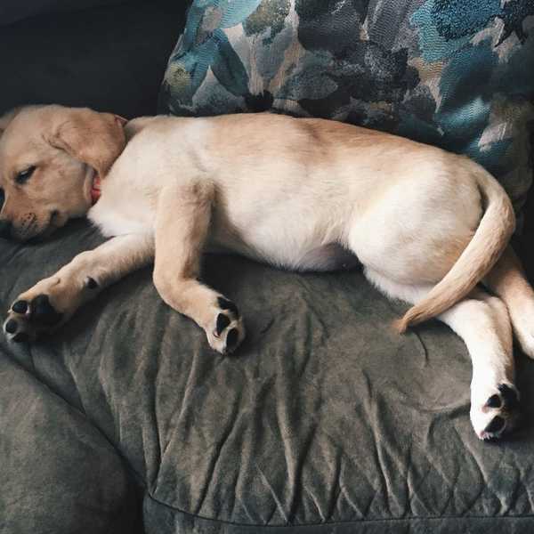 How Adopting A Dog Changed My Life