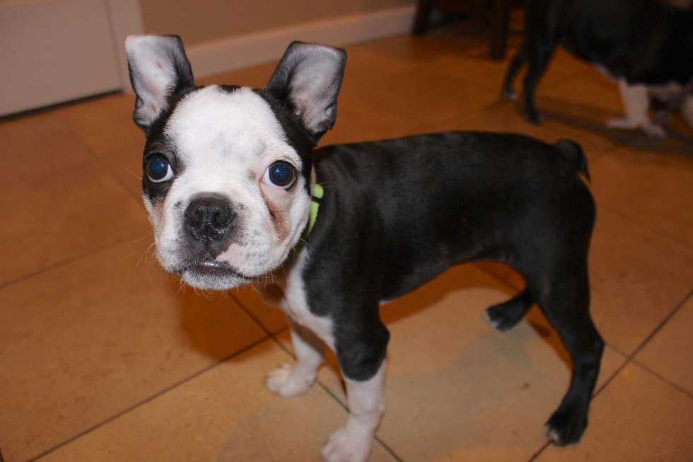 7 Stages Of Adopting A Puppy
