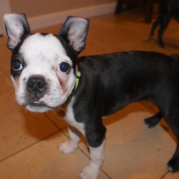 7 Stages Of Adopting A Puppy