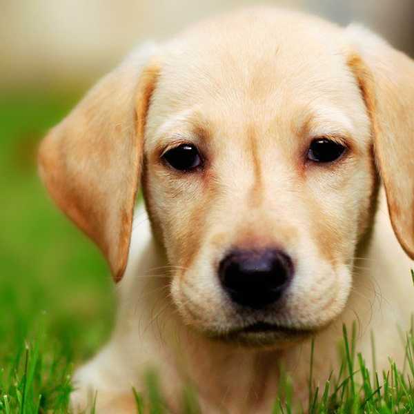 10 Reasons Why I'm A Dog Person
