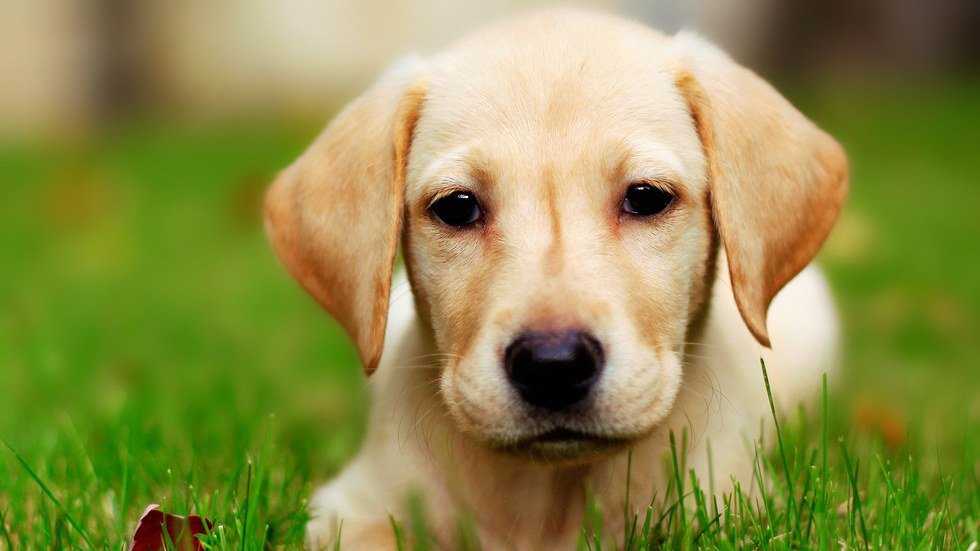10 Reasons Why I'm A Dog Person