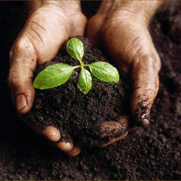 How Growing Your Own Food Makes You More Appreciative