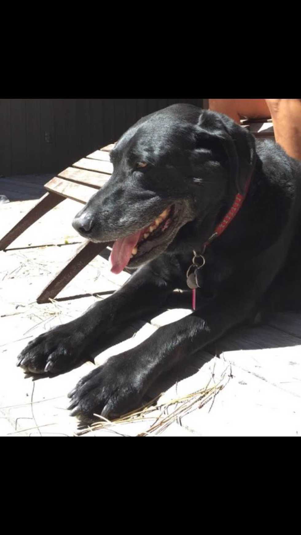 A Story Of Man's Best Friend