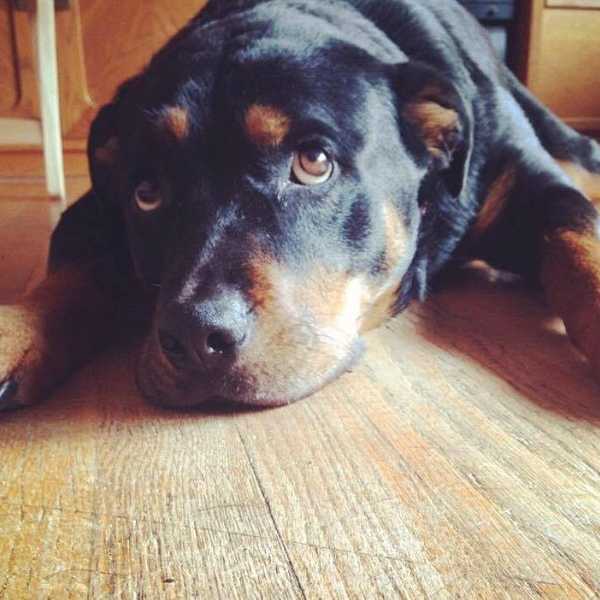 An Open Letter To The Pet I Lost Too Soon