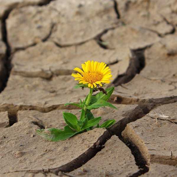 Bloom Where You Are Planted