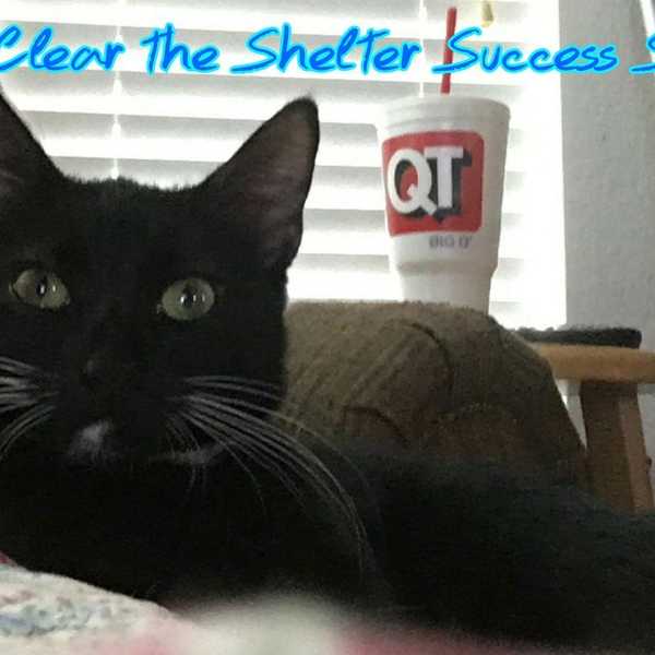 Why We All Need A Shelter Pet