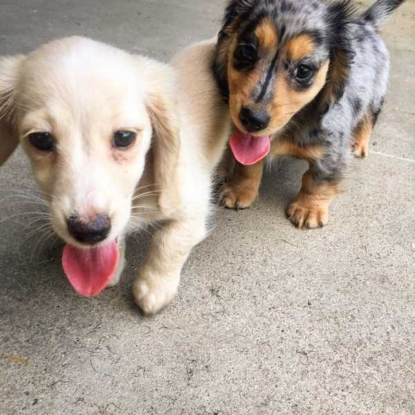 Expectation Versus Reality When Getting A Puppy