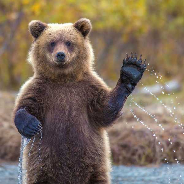 Why Animals Deserve Our Love, Not Our Cruelty