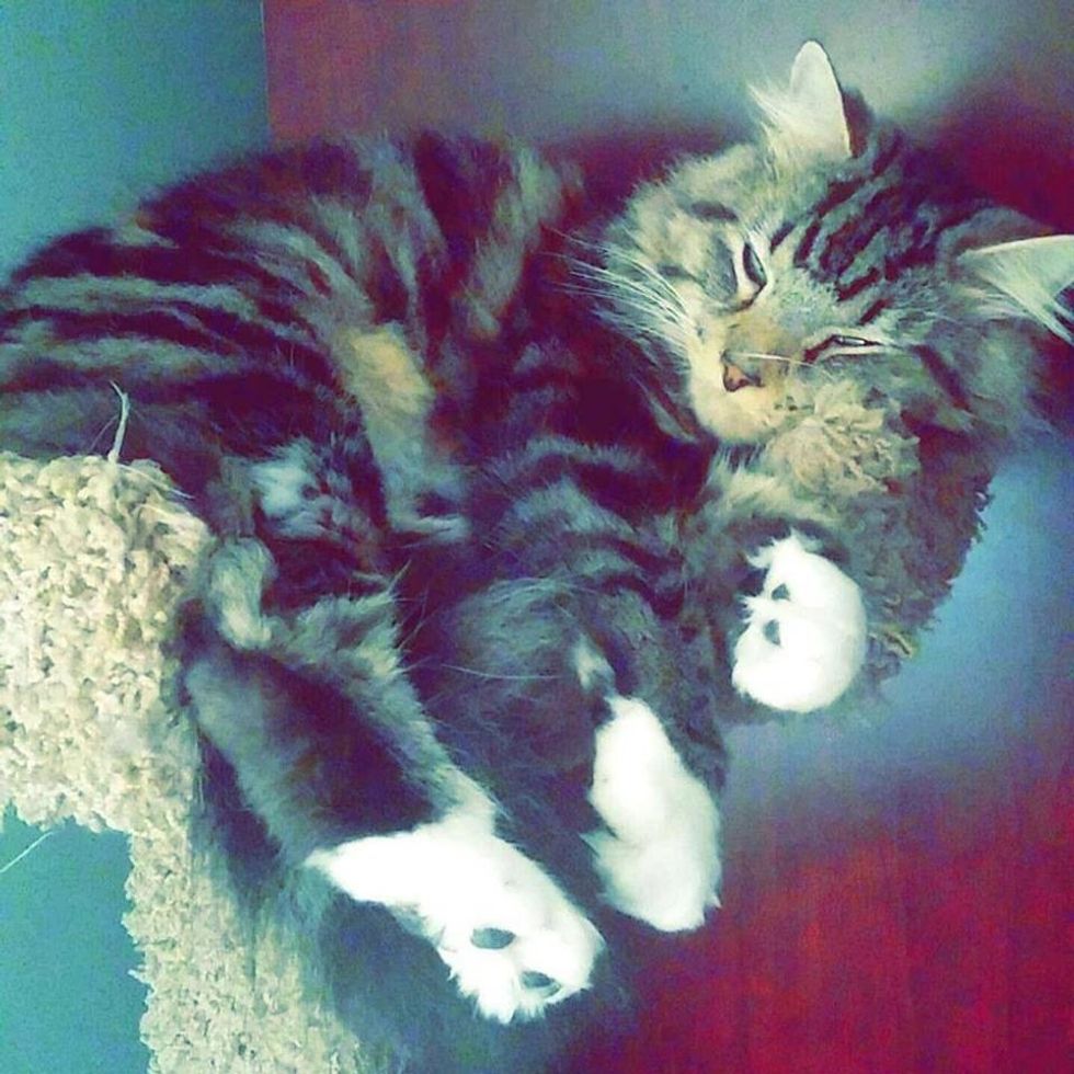Living With A Maine Coon Cat