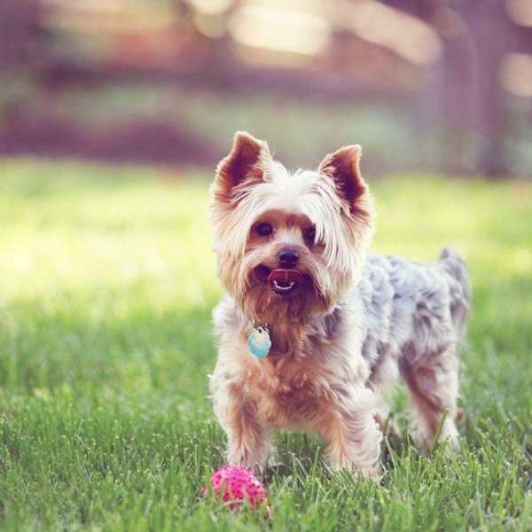 Why Yorkies Are One of The Most Interesting Dogs