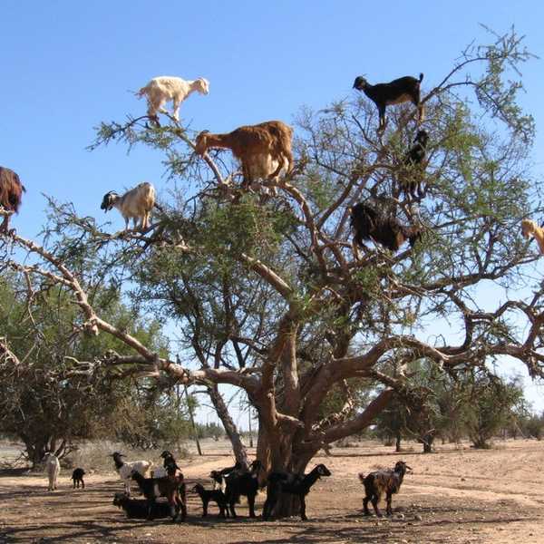 The Tree-Climbing Goats Of Morocco