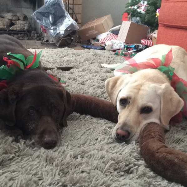 An Open Letter To My Dogs