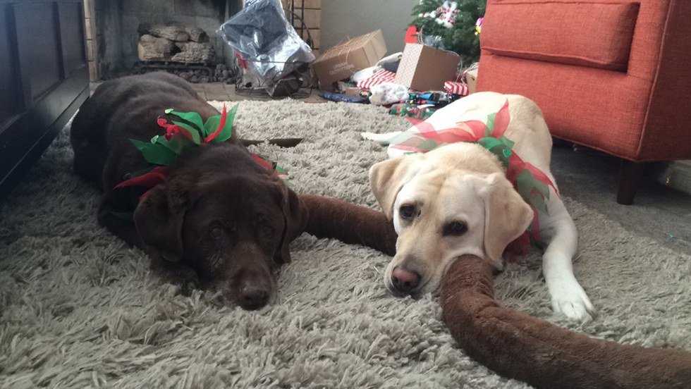 An Open Letter To My Dogs