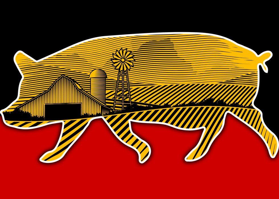 Why You Don't Want A Pig For President