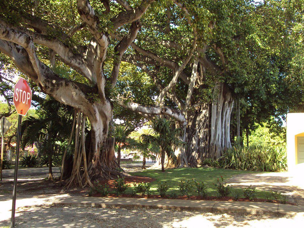 A Tree With A Personality: The Ficus
