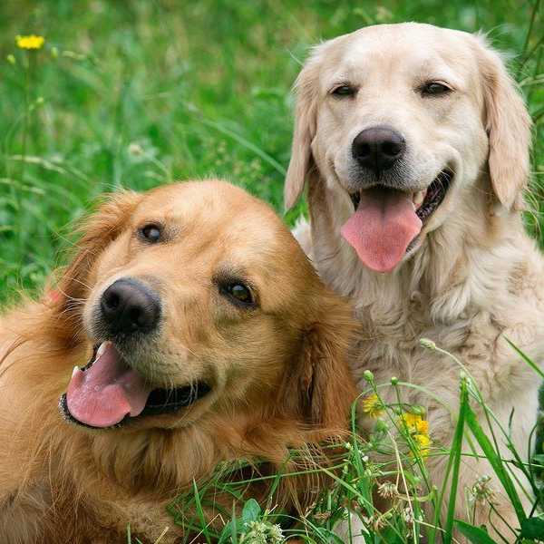Why Having A Dog Is The Best Thing Ever