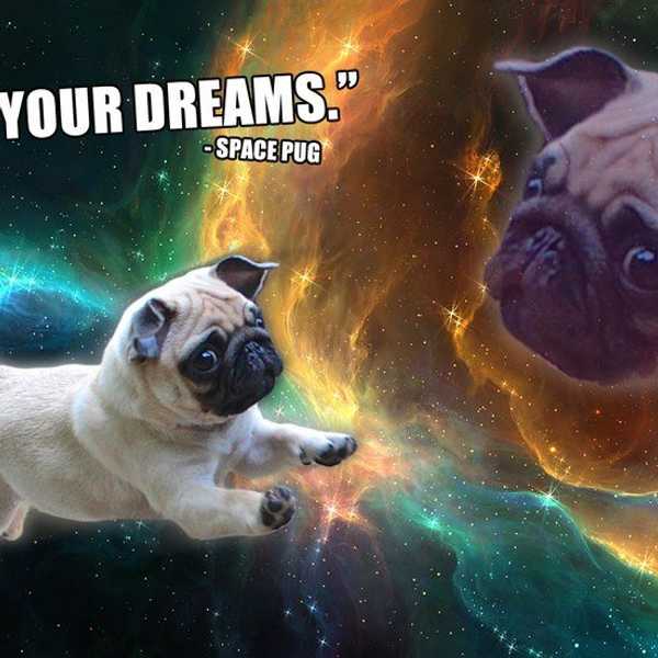 Follow Your Dreams! (But Always Have A Fallback Plan)