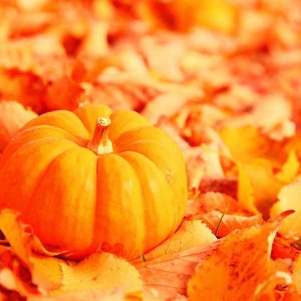 Why I Wish It Was Fall Now
