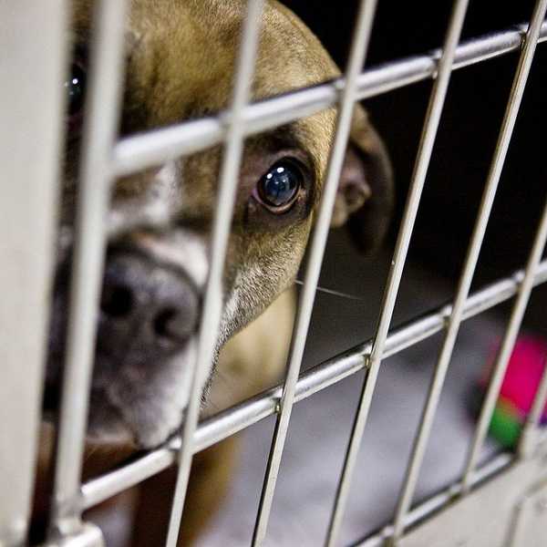 10 Reasons Why We Need More "Clear the Shelter" Days