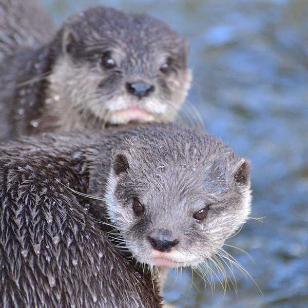 Why I Love Otters