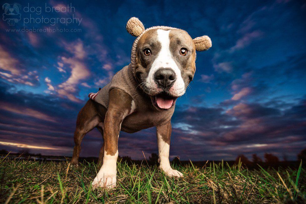 15 Reasons Why Dogs Are Amazing