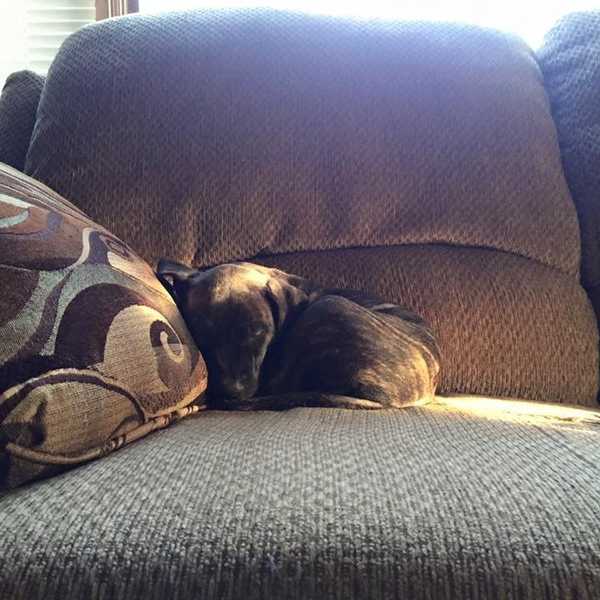 11 Takeaways From Week One Of My Life With A Puppy