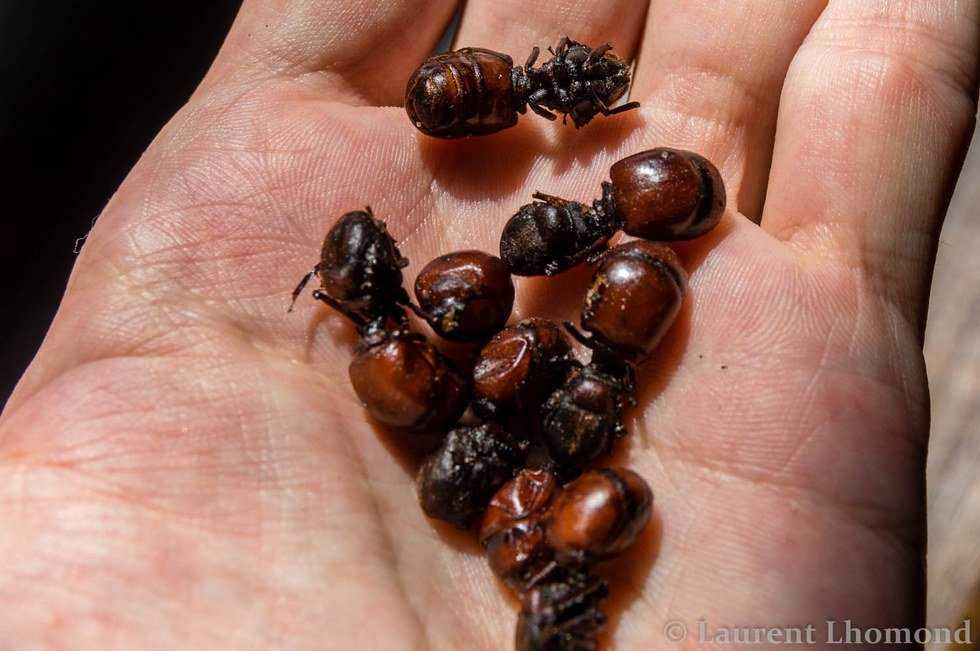 The Evolution Of A Picky Eater