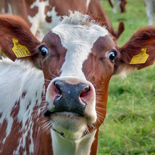 Cows Kill More Americans Than Jihadists