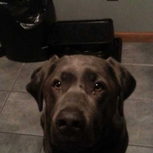 Truly Man's Best Friend