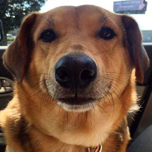 6 Ways Your Dog Understands College