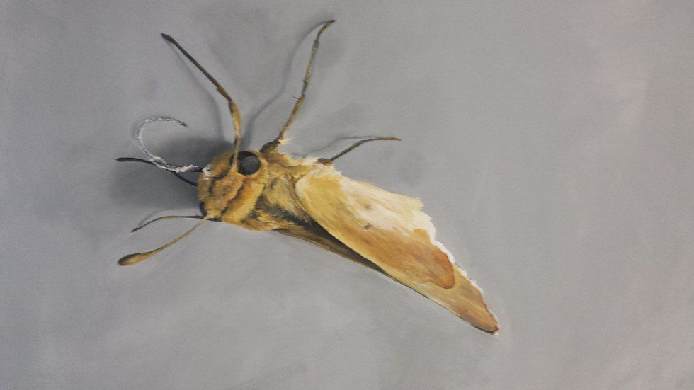 Sometimes Moths Give Great Advice