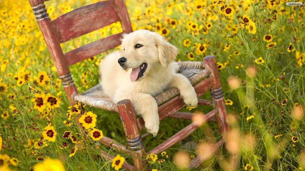 7 Reason Why Dogs Are The Best
