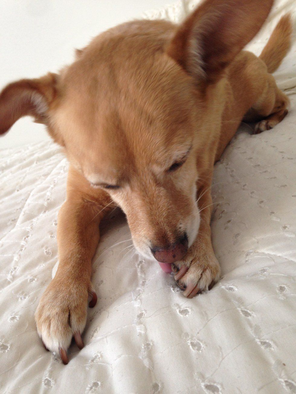 Dogs Die And It Sucks